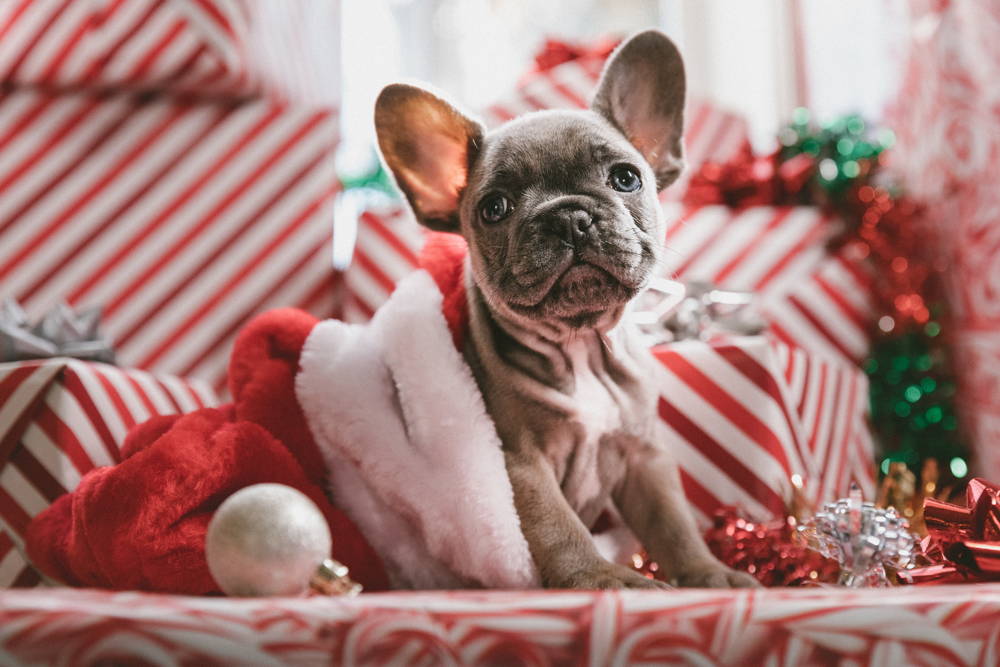 christmas french bulldog